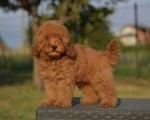 Toy pudle